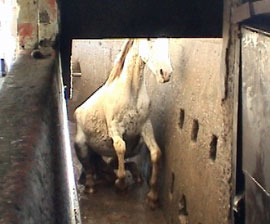 A clearly terrified gray horse makes its way through a kill chute in the march to slaughter.