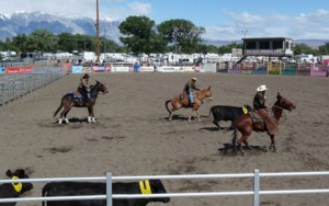 Mules engage in the cowboy sport of cow sorting at Mule Days.