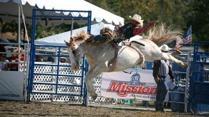 Ryan Gray on Cervi Championship's War Victory tied for first in bareback riding. (Photo by Richard Levine)