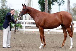 The chestnut filly Ooh Ah has a large blaze and two white socks on her left side.