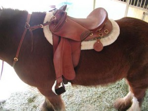 The Australian Poley on a draft horse. The tree construction makes the saddles particularly adaptable to unusually-sized horses, Dangaard says.