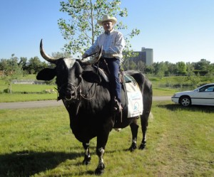 A man sits astride his massive, black Brahama Bull, Wild West Willie.