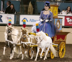 A team of dainty miniature horses pulls a jewel box of a carriage at the 2010 Equestfest