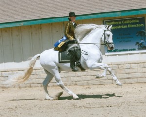 Anita Harkness caught at the height a canter arc on her majestic gray Andalusian horse Ambicioso 2.