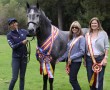 Trainer Susann Regalmuto stands with her champion pupil, the ribbon-strewn gray horse Fuego Amor, and his two owners.