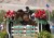 Rider Susan Hutchison and her horse Cantano sail over a jump in San Juan Capistrano.