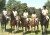 Compton Jr. Posse junior ranger graduating class on horseback in the park.
