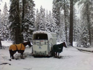 Horses stand in their blankets tied to a trailer in snow-covered pine landscape.