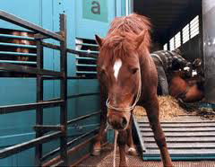 Young chestnut horse staggers from a vehicle upon delivery at a slaughterhouse.