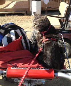 Cat harness to the back of a motor scooter.