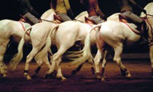 Haunches of a row of white Andalusian horses.