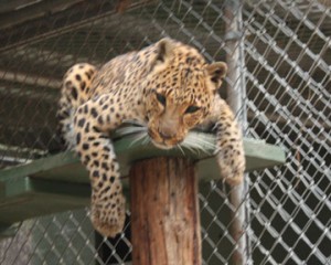 Leopard lounges in its pen at the Wildlife Waystation.