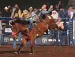 Tyson Thompson lies prone on the bare back of a bucking bronc.