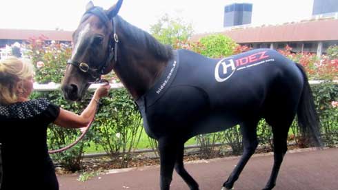 Thoroughbred race horse wearing the Hidez suit.