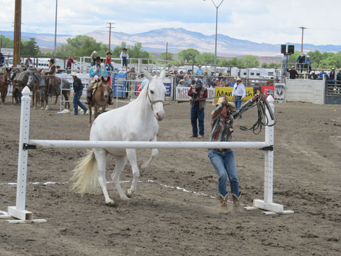 Woman 'coon jumping' a white mule.