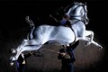 Andalusian_Arte_16x9 Lipizzaner horse performing a capriole - jumping in the air and kicking out with its hind legs.
