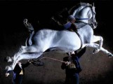 Lipizzaner horse performing a capriole - jumping in the air and kicking out with its hind legs.