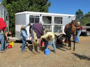 Crew tend the horses outside a trailer.