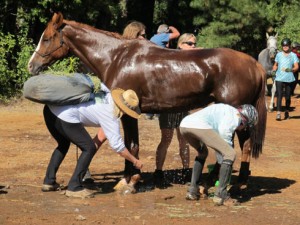 A horse is sponged off at the 2011 Tevis Cup Ride.