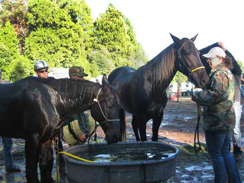 Black horses refresh at a water trough.