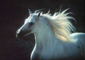 White horse.