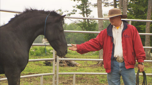 Man attempts to stroke a wild black Mustang.