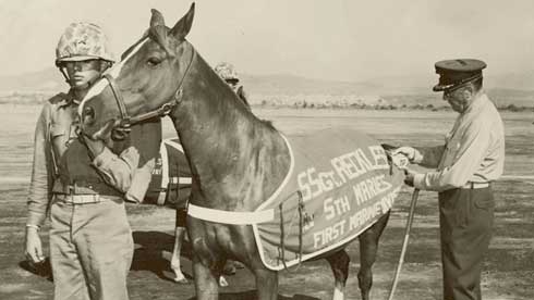 Sgt. Reckless gets blanketed.