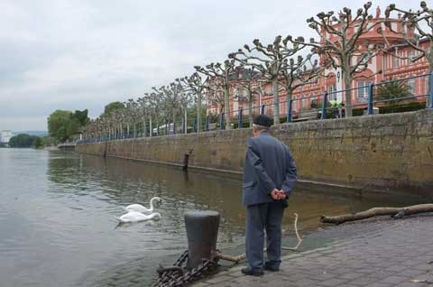 Atmosphere shot of an old man watching swans on the River Rhine, with the Wiesenbaden palace in the background.