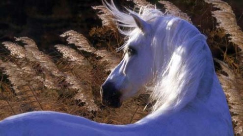 A grey Andalusian stallion's mane blows amidst the cattails in the wind.