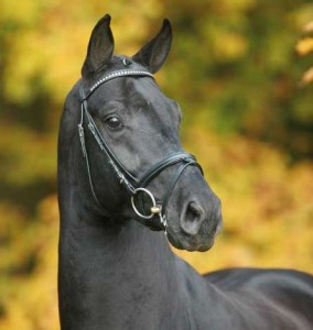 Desperados is a majestic, black stallion, seen here against a rich golden backdrop of German fall foliage.