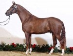 Liver chestnut KWPN stallion Vitalis shimmers like a deep copper coin.