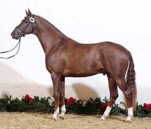 Liver chestnut KWPN stallion Vitalis shimmers like a deep copper coin.