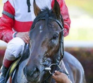 Orb glistens with sweat after a race.