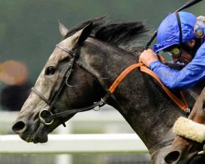 Race horse at Royal Ascot.