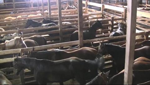 Horses in a chute awaiting auction to "killer buyers" representing slaughter houses.