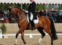 Jan Ebeling and Rafalca in collected trot.