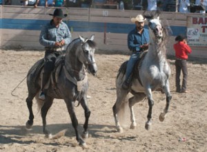 Andalusian horses are schooled in passage, piafffe and the Spanish Walk. (Photo by Locus-Ford/MicroArtisans)