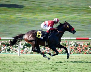 The bay Thoroughbred Acclamation wins the Eddie Read Stakes turf race.