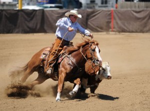 Ron Emmons is close enough to pet the cow he's roping, with his chestnut Quarter Horse Olena Oak.