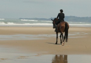 Dressage trainer Maggie Broekman, as seen from behind, rides her bay horse at a walk through pooled water on a sandy beach in New Zealand.