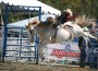 Ryan Gray on Cervi Championship's War Victory tied for first in bareback riding. (Photo by Richard Levine)