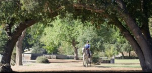 Rider on a white horse under the oaks at the Flintridge Riding Club.