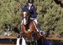 Chestnut horse jumping a show course.