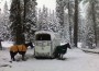 Horses stand in their blankets tied to a trailer in snow-covered pine landscape.