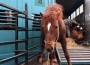 Young chestnut horse staggers from a vehicle upon delivery at a slaughterhouse.