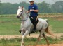 Jeremy Reynolds racing his grey endurance horse, A Kutt Above.