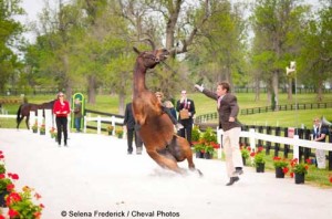 Phillip Dutton poised on one tiptoe gingerly holds his horse's halter as it slides to the ground on its haunches.