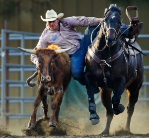 Steer wrestler Ethen Thouvenell caugth in a dramatic moment hovering between his horse and a steer.