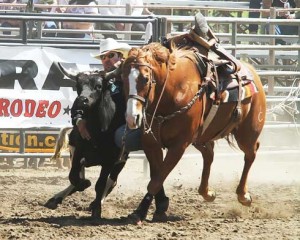 Luke Branquinho hoers in mid-air between his horse and a steer.