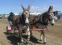 Driver with two-mule cart team.